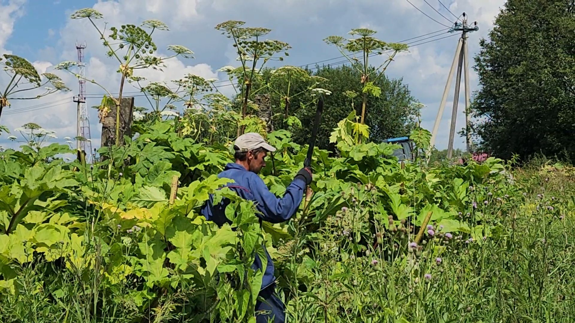 борщевик сосновского, экология, сергиево-посадский городской округ,
