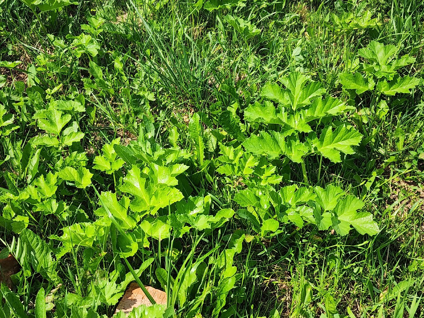 борщевик сосновского, экология, сергиево-посадский городской округ,