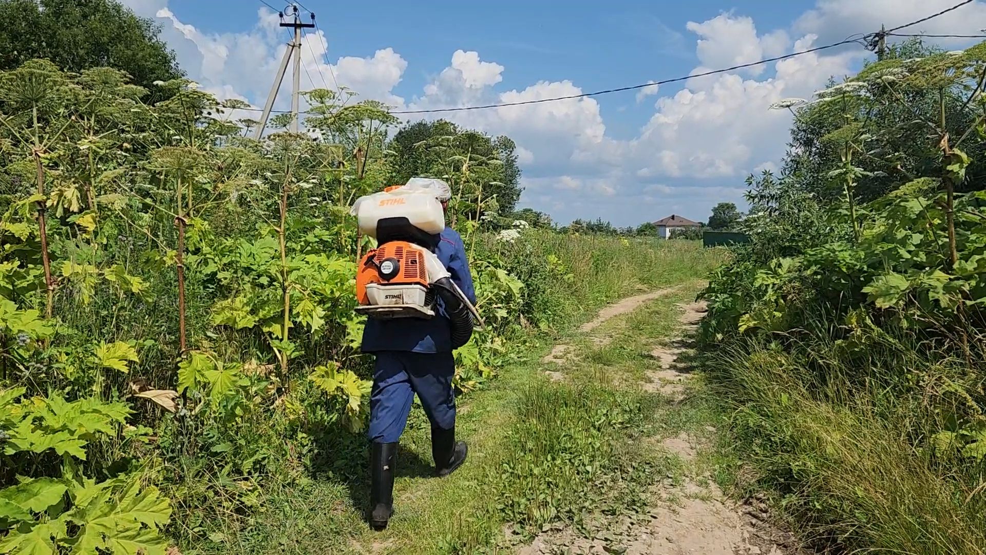 борщевик сосновского, экология, сергиево-посадский городской округ,