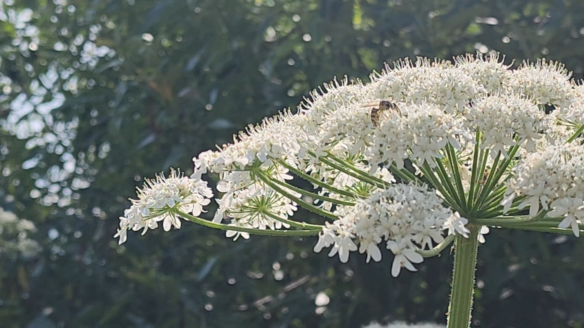 борщевик сосновского, экология, сергиево-посадский городской округ,