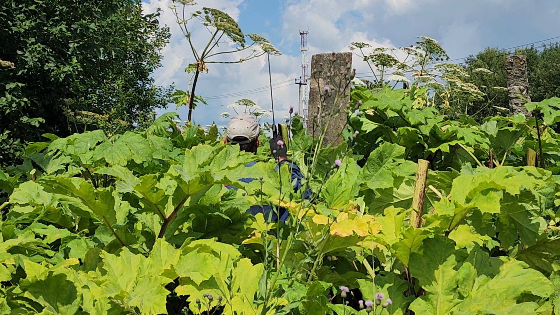 борщевик сосновского, экология, сергиево-посадский городской округ,