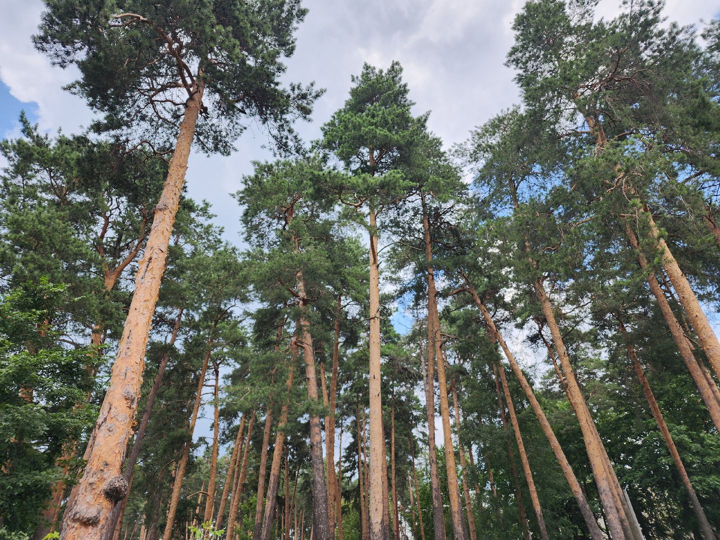 летний досуг, орехово-зуевский округ,