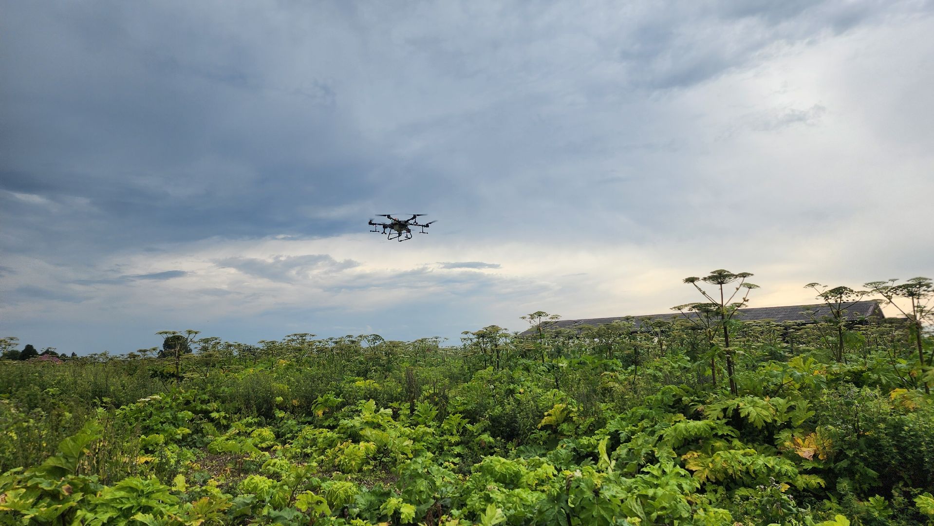 волоколамск, борьба с борщевиком, ильинское,