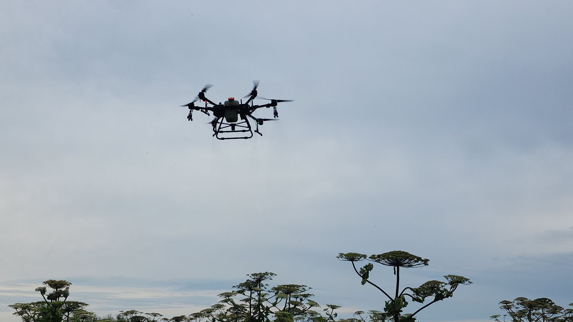 волоколамск, борьба с борщевиком, ильинское,