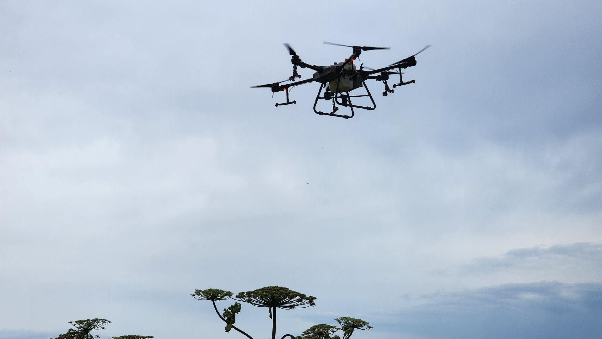 волоколамск, борьба с борщевиком, ильинское,