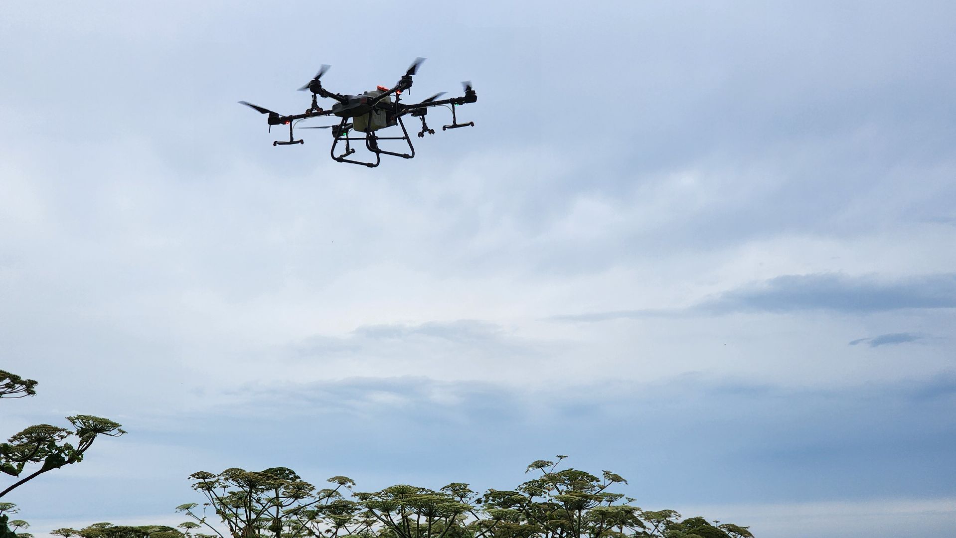 волоколамск, борьба с борщевиком, ильинское,