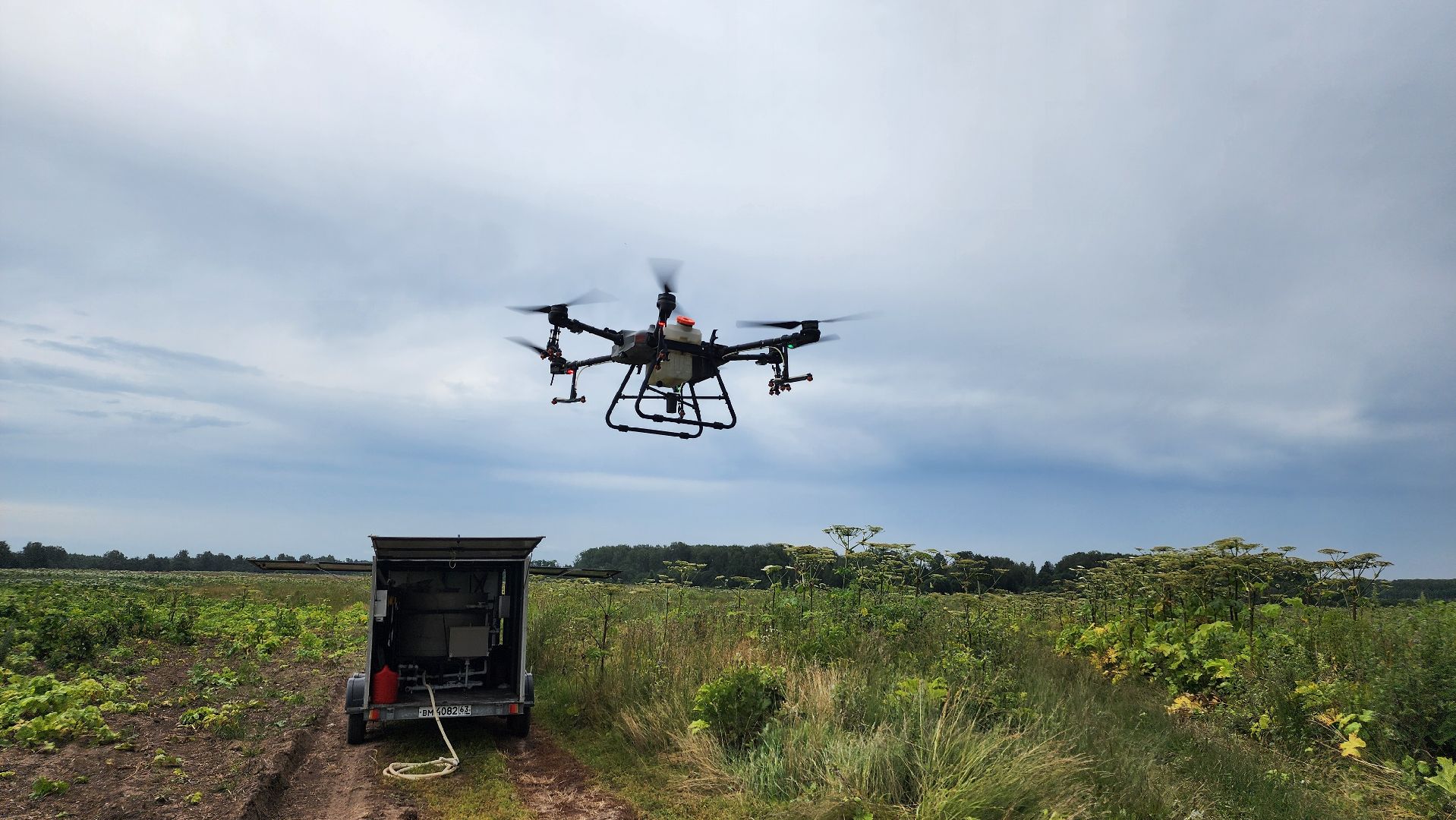 волоколамск, борьба с борщевиком, ильинское,