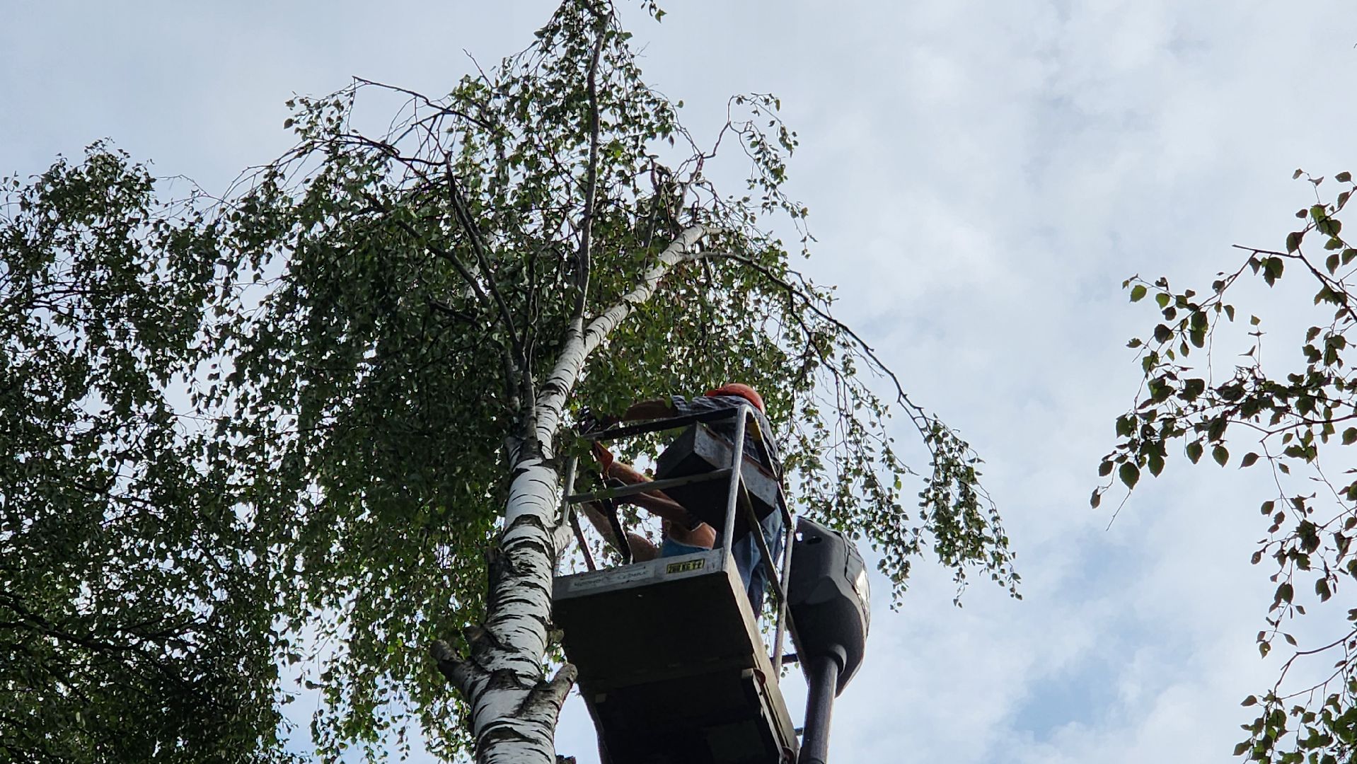 истра, благоустройство, аварийное дерево,