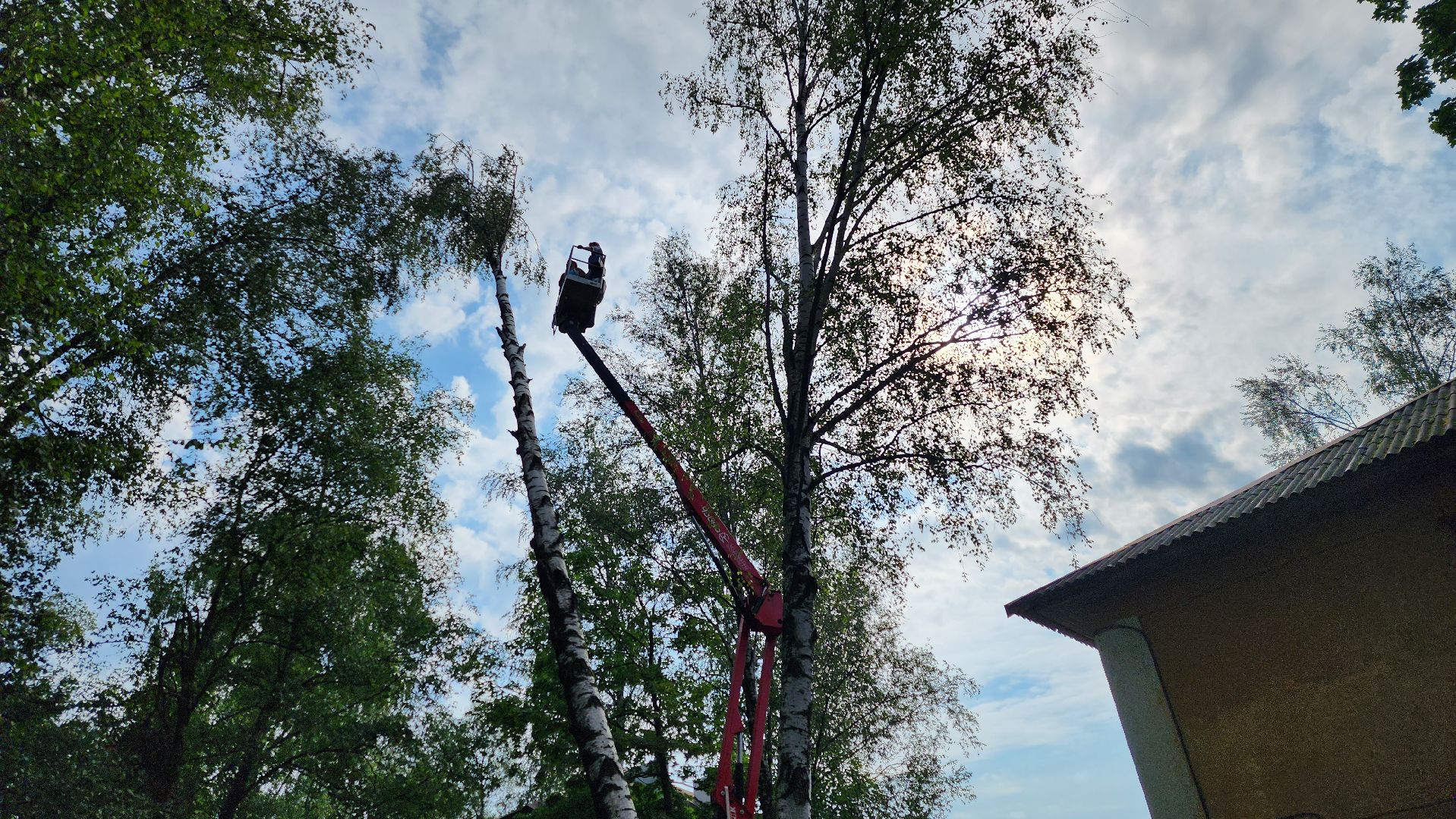 истра, благоустройство, аварийное дерево,