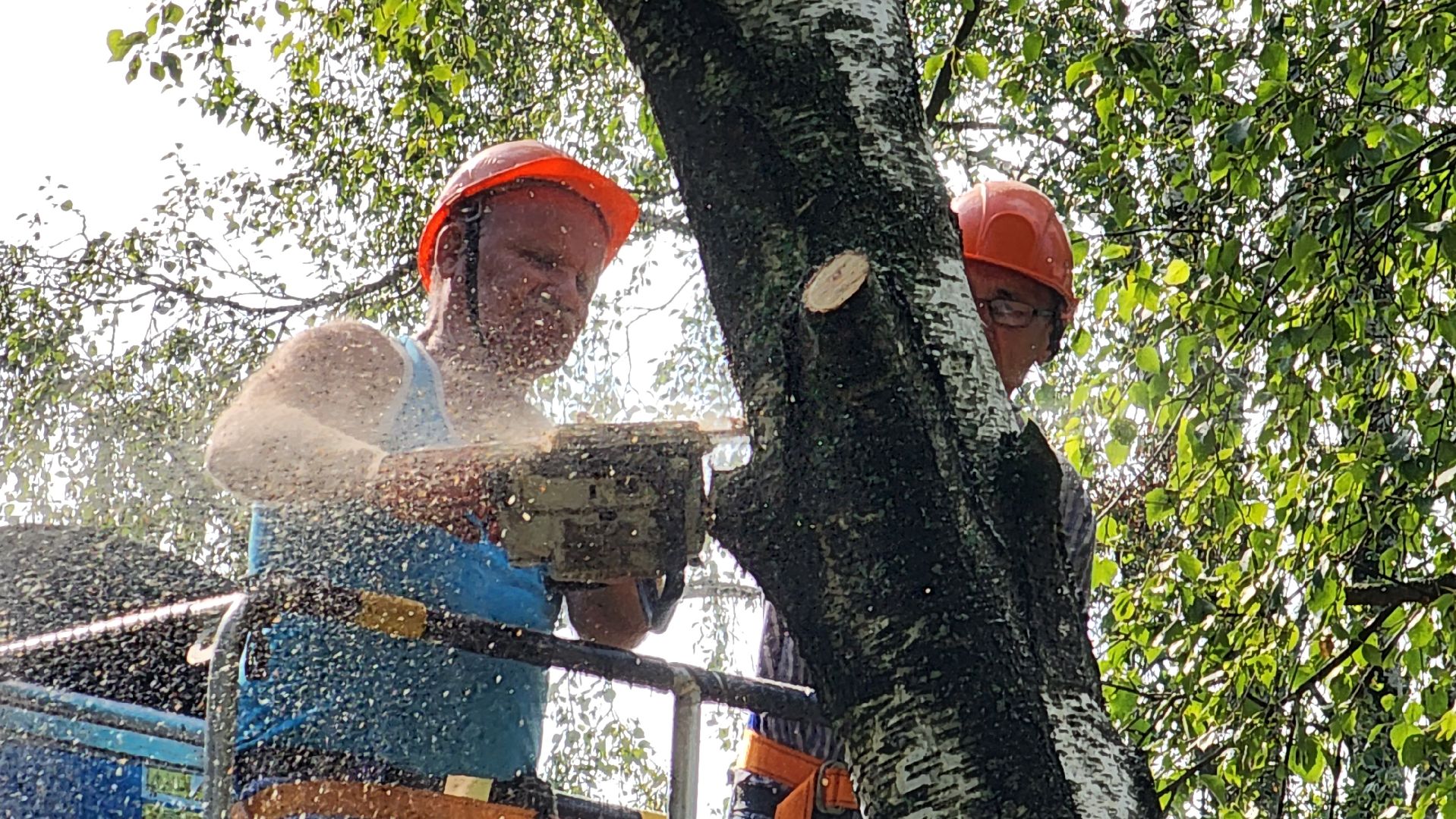 истра, благоустройство, аварийное дерево,