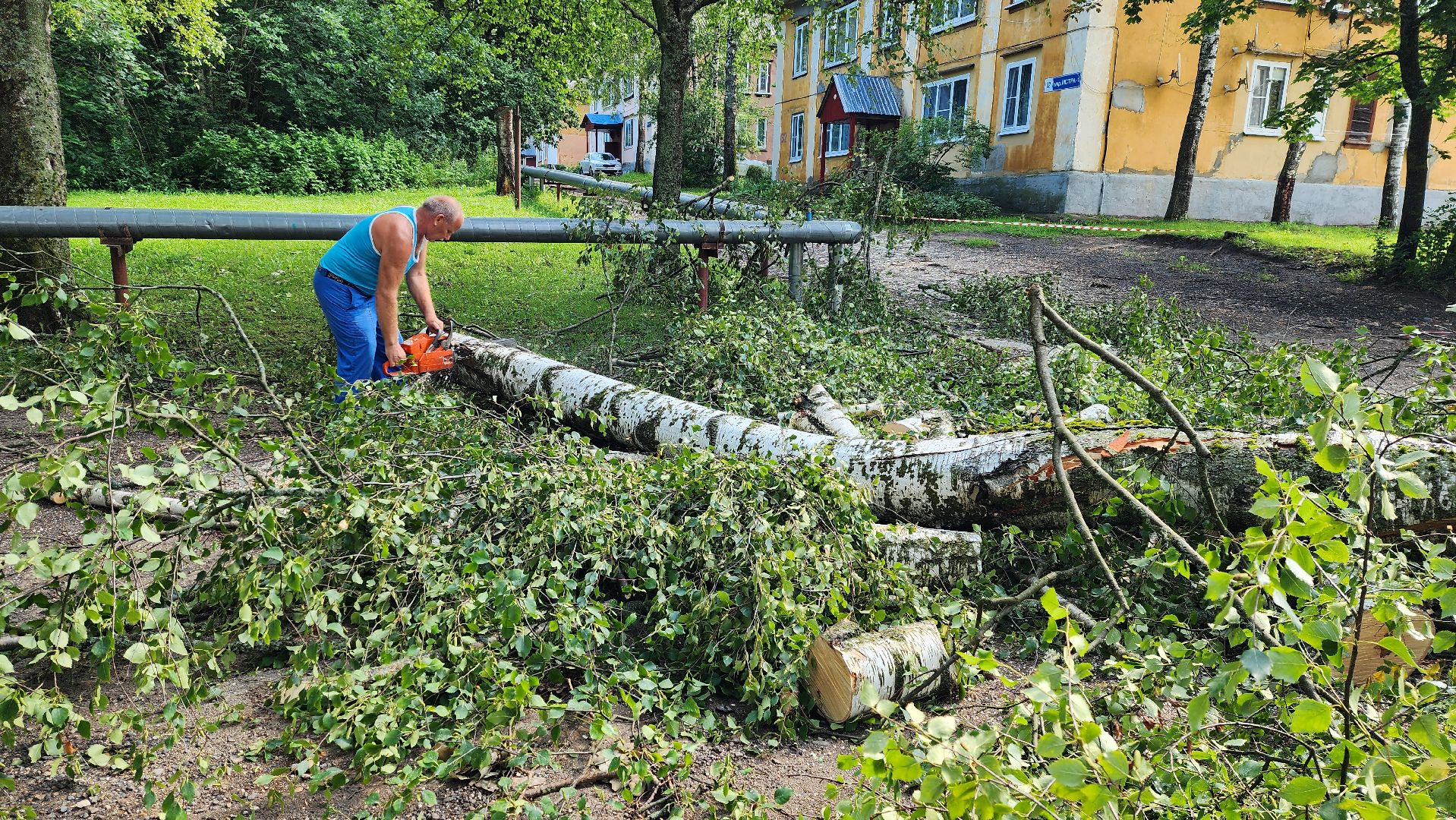 истра, благоустройство, аварийное дерево,