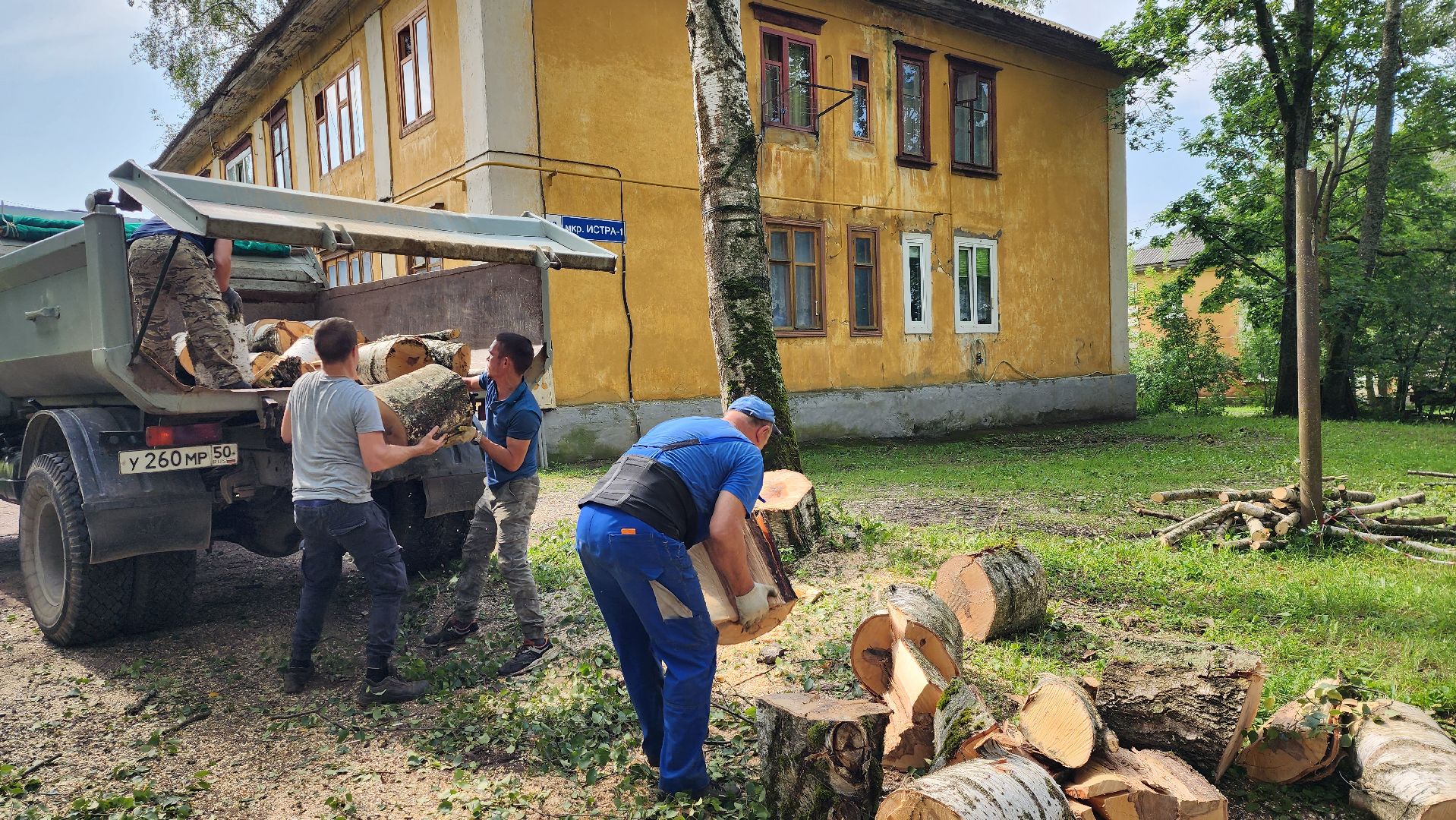 истра, благоустройство, аварийное дерево,