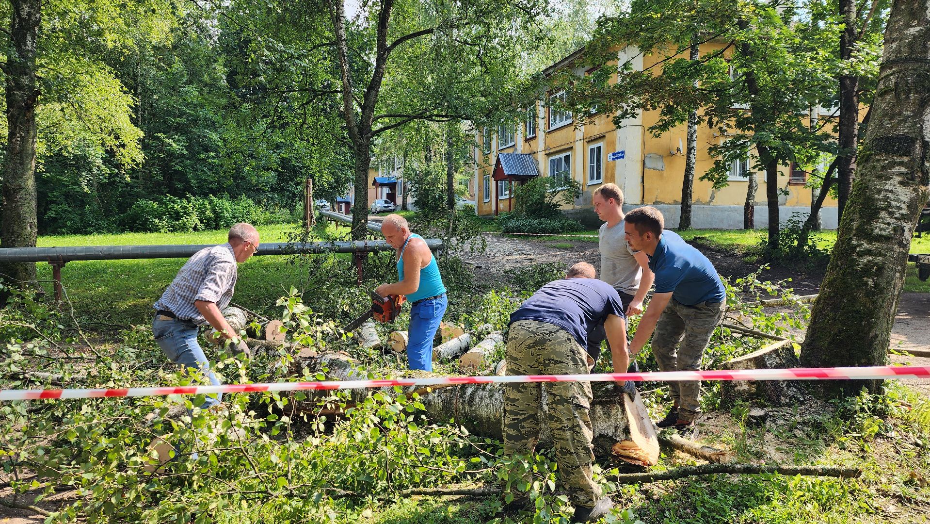 истра, благоустройство, аварийное дерево,