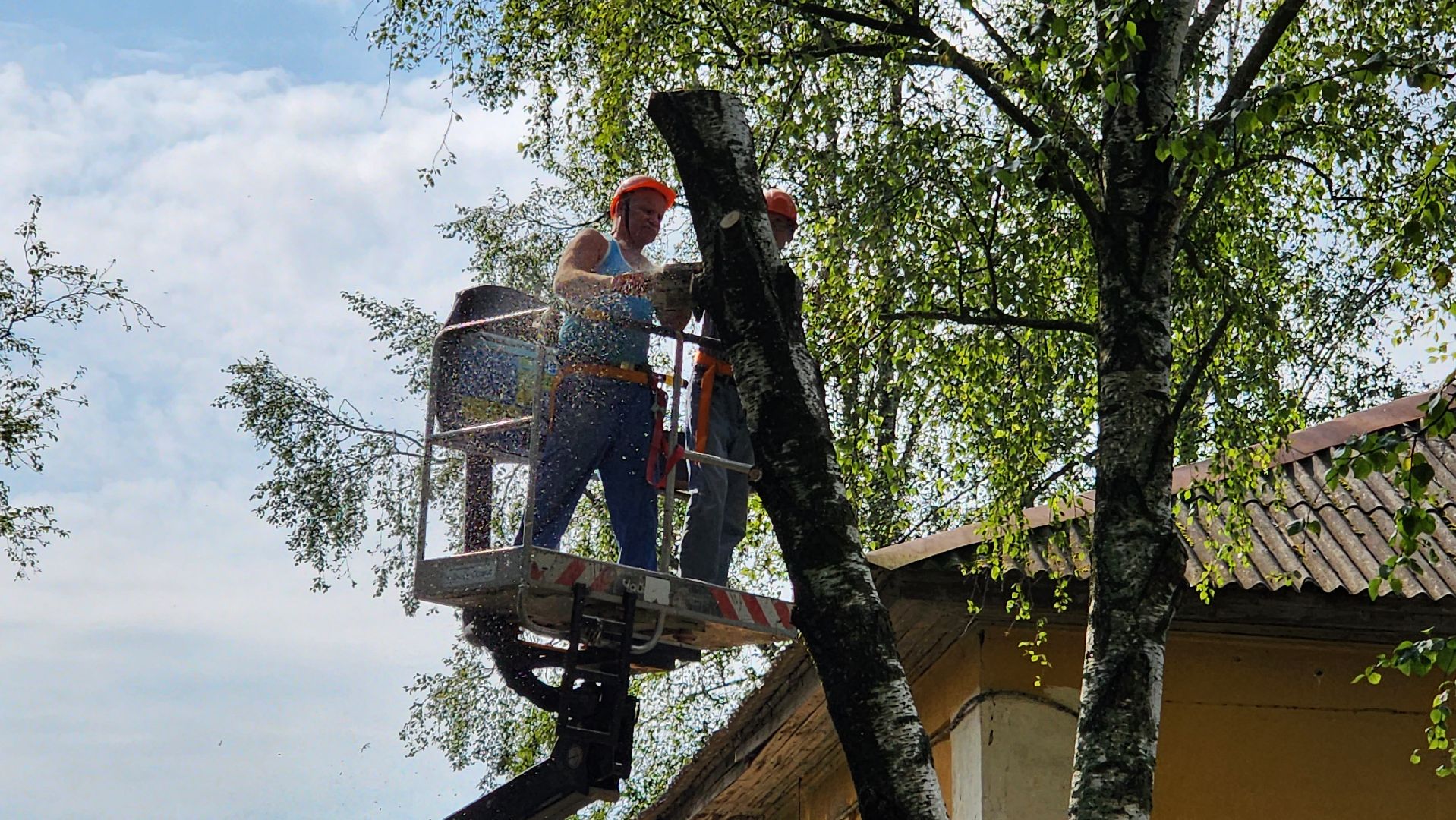 истра, благоустройство, аварийное дерево,