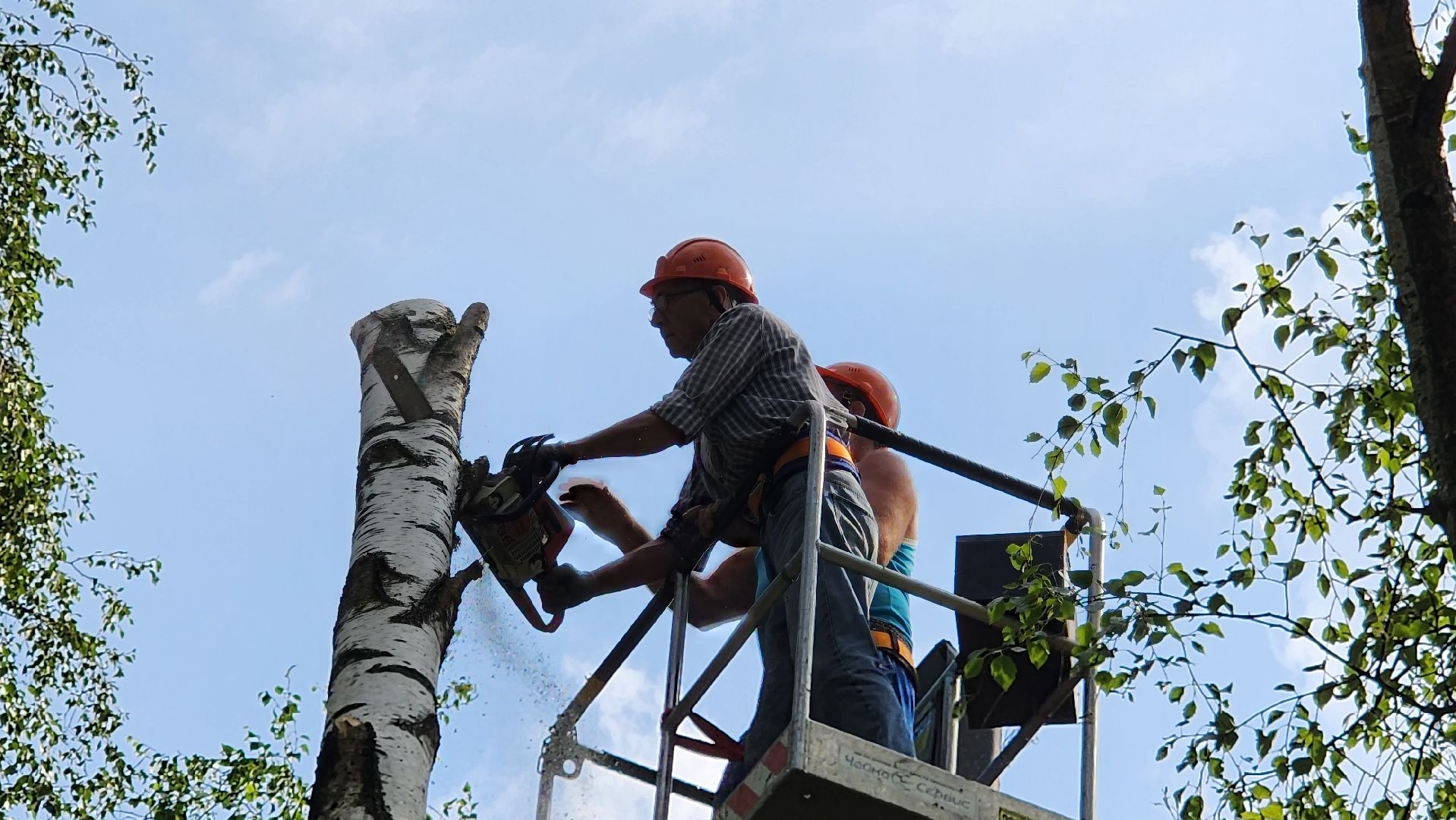 истра, благоустройство, аварийное дерево,