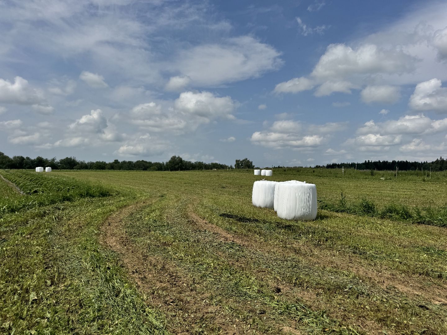 шаховская, сенаж, сельское хозяйство, уборка сена,