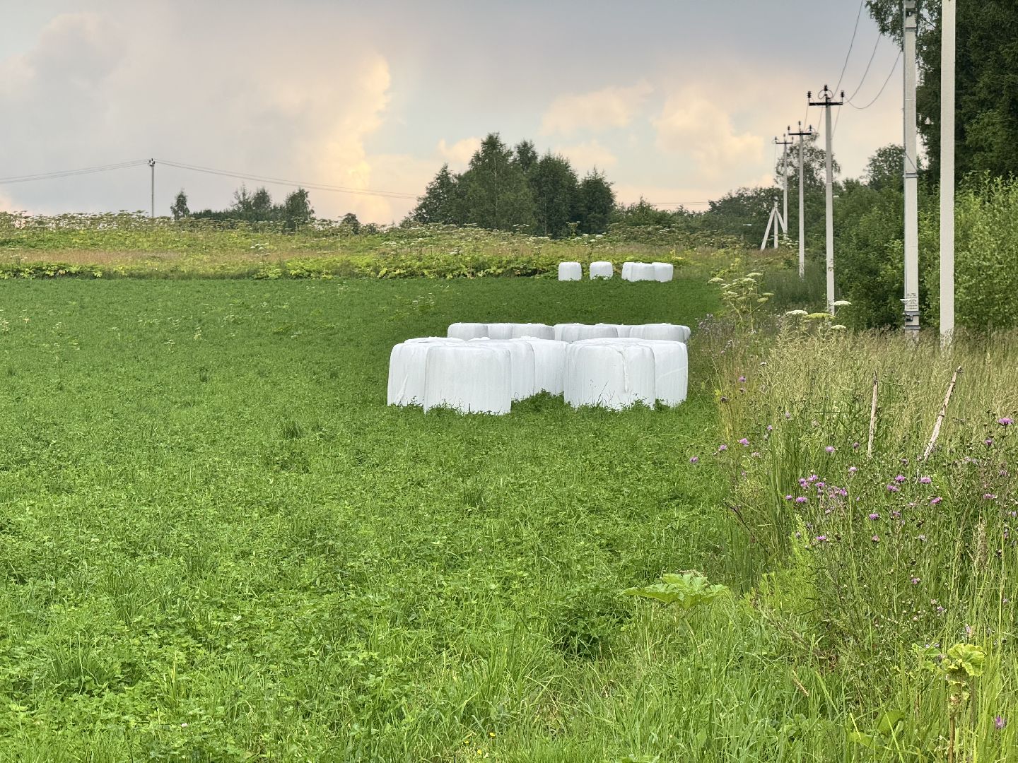 шаховская, сенаж, сельское хозяйство, уборка сена,