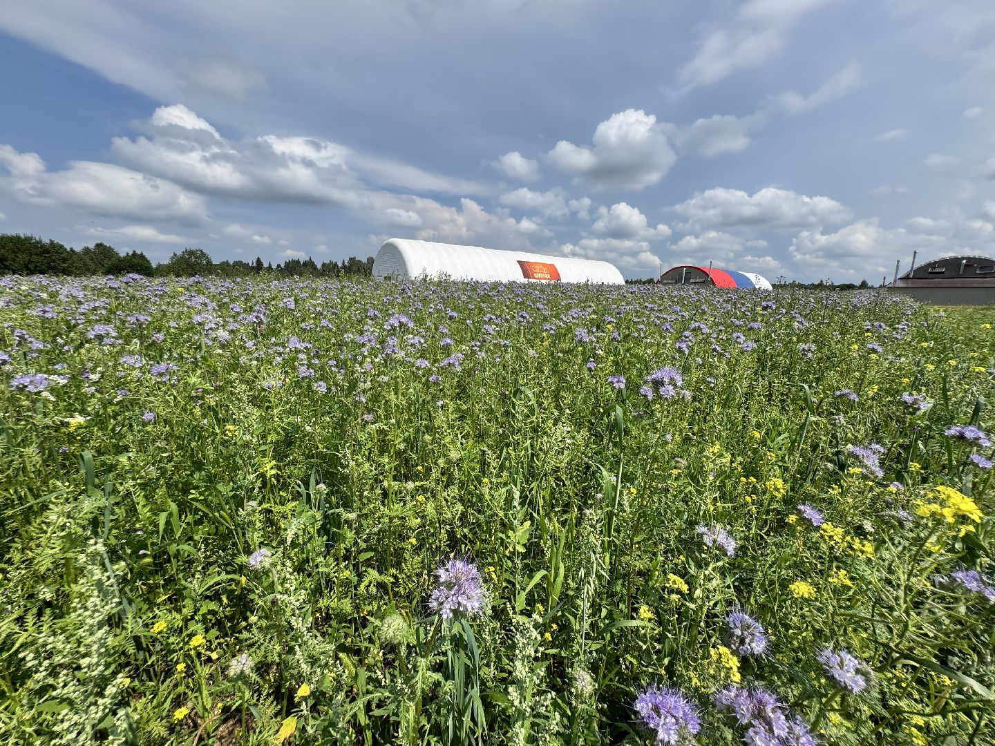 шаховская, сенаж, сельское хозяйство, уборка сена,