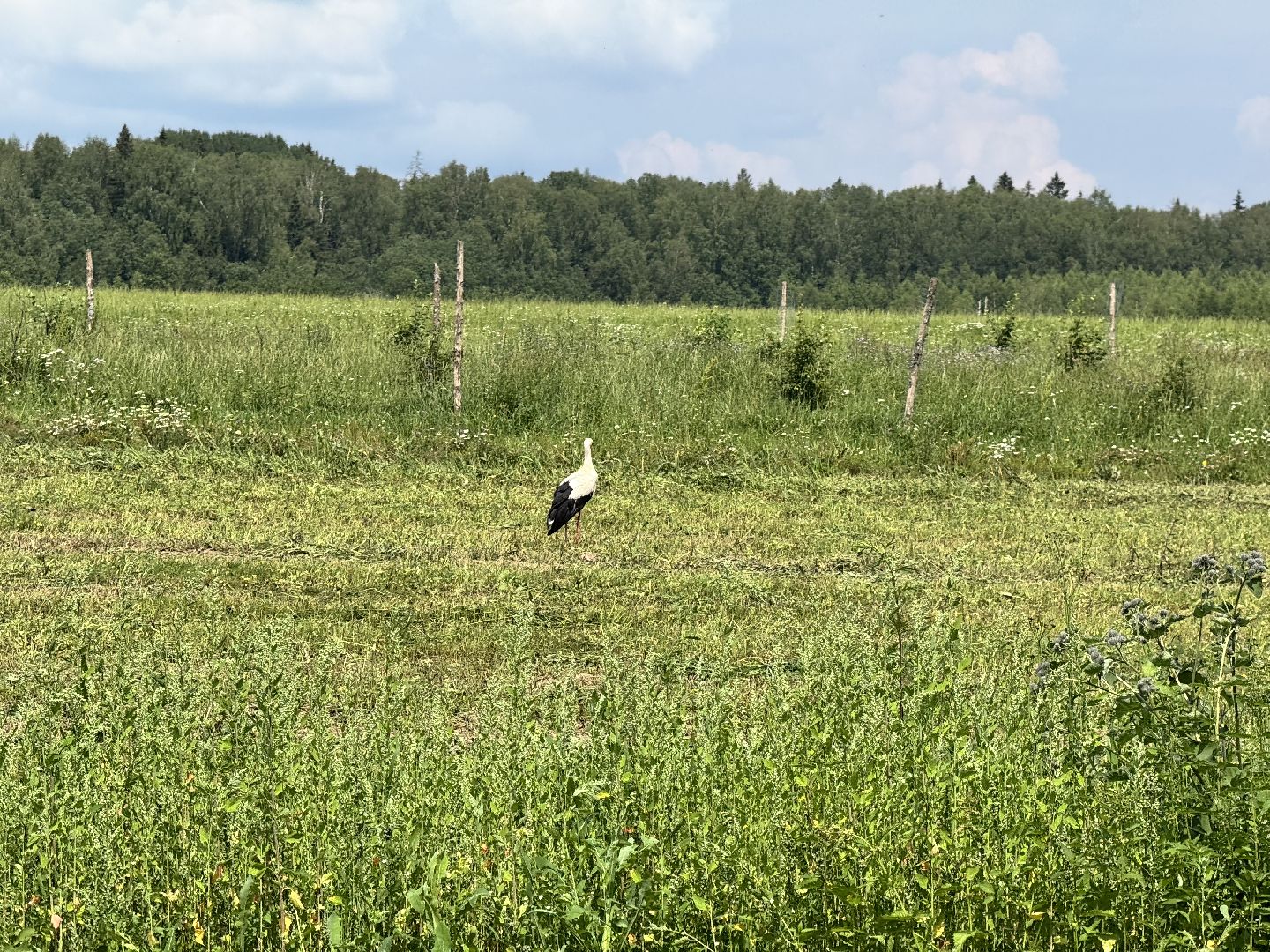 шаховская, сенаж, сельское хозяйство, уборка сена,