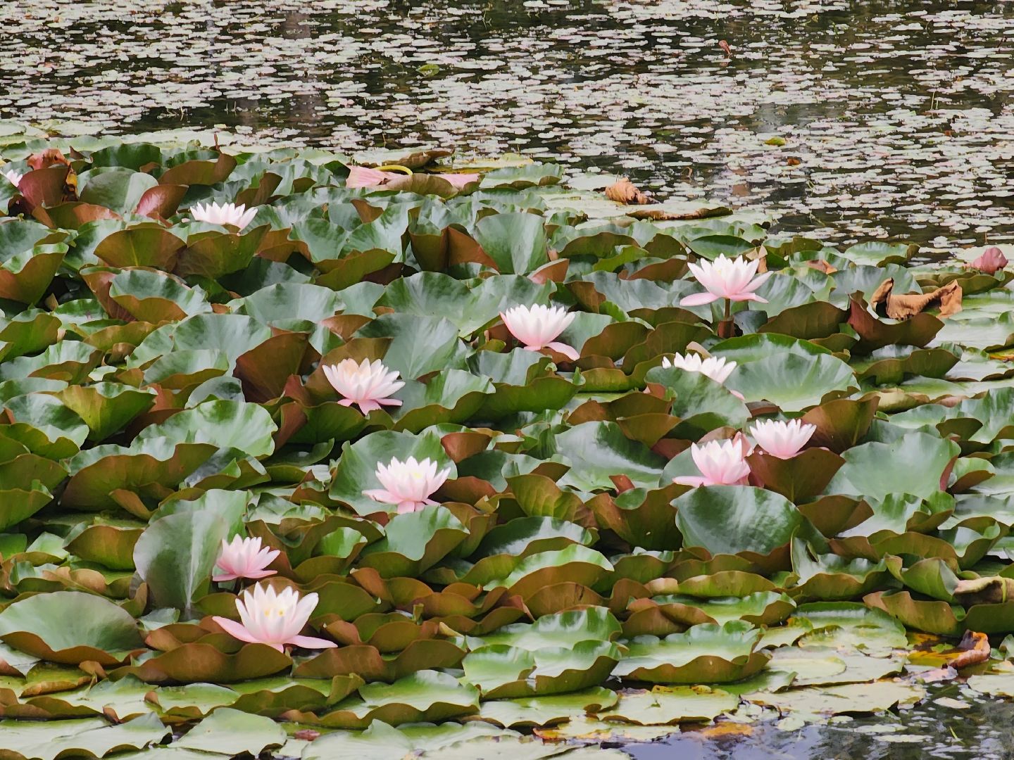 королёв, красоты природы , сквер героев курсантов , расцвели лилии в Юбилейном,
