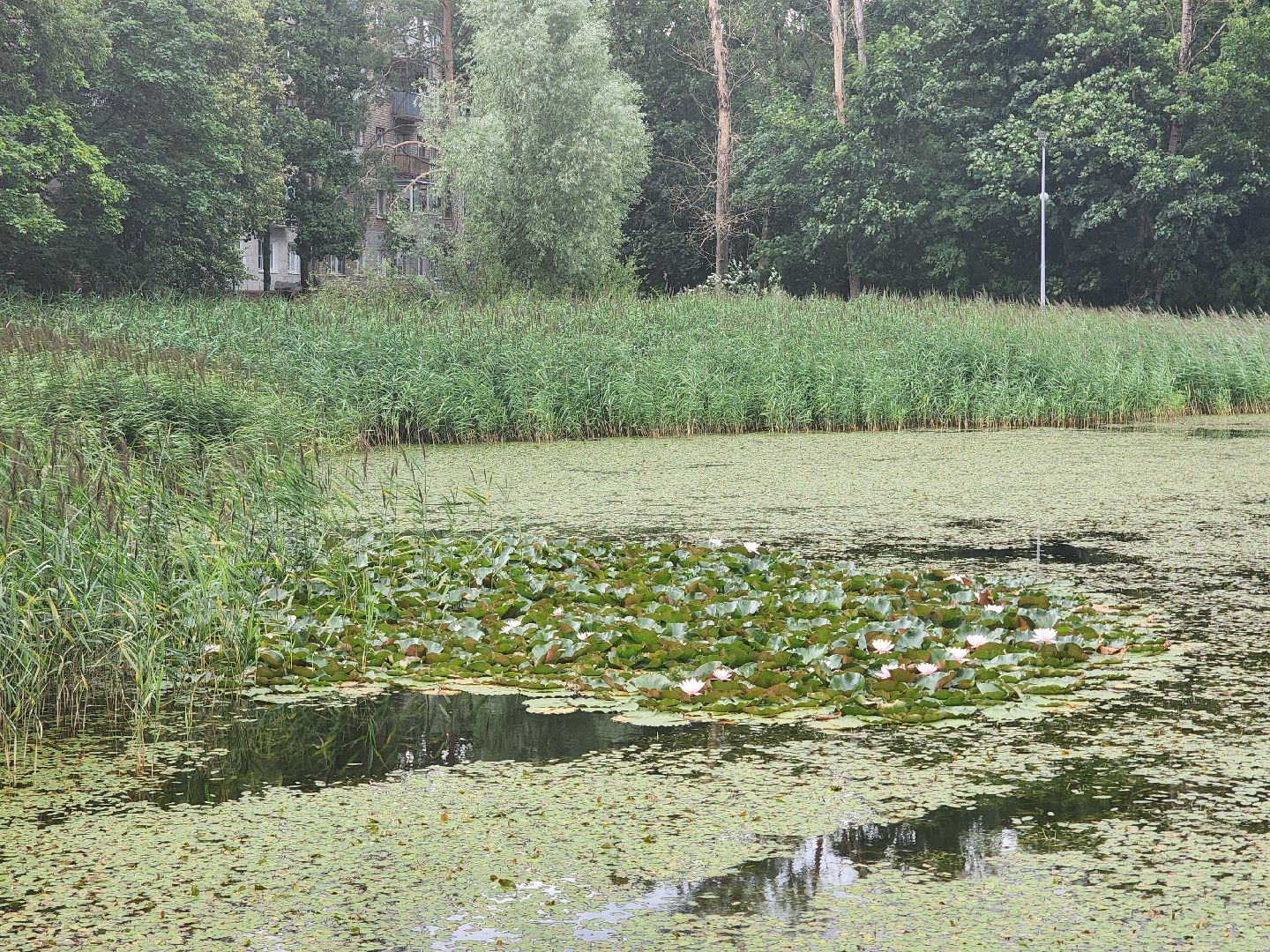 королёв, красоты природы , сквер героев курсантов , расцвели лилии в Юбилейном,