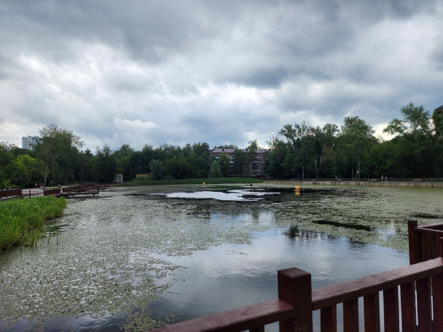 королёв, красоты природы , сквер героев курсантов , расцвели лилии в Юбилейном,