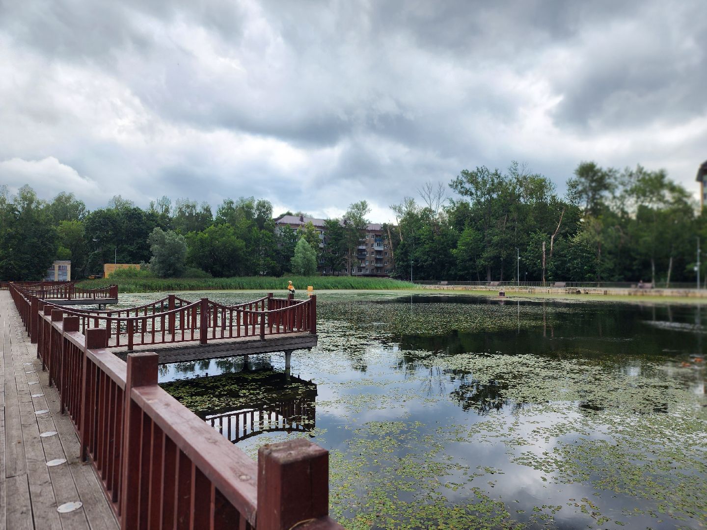 королёв, красоты природы , сквер героев курсантов , расцвели лилии в Юбилейном,