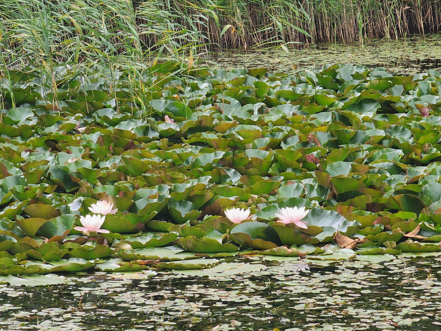королёв, красоты природы , сквер героев курсантов , расцвели лилии в Юбилейном,