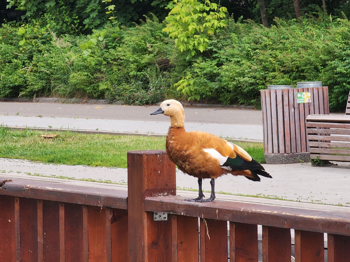 королёв, красоты природы , сквер героев курсантов , расцвели лилии в Юбилейном,