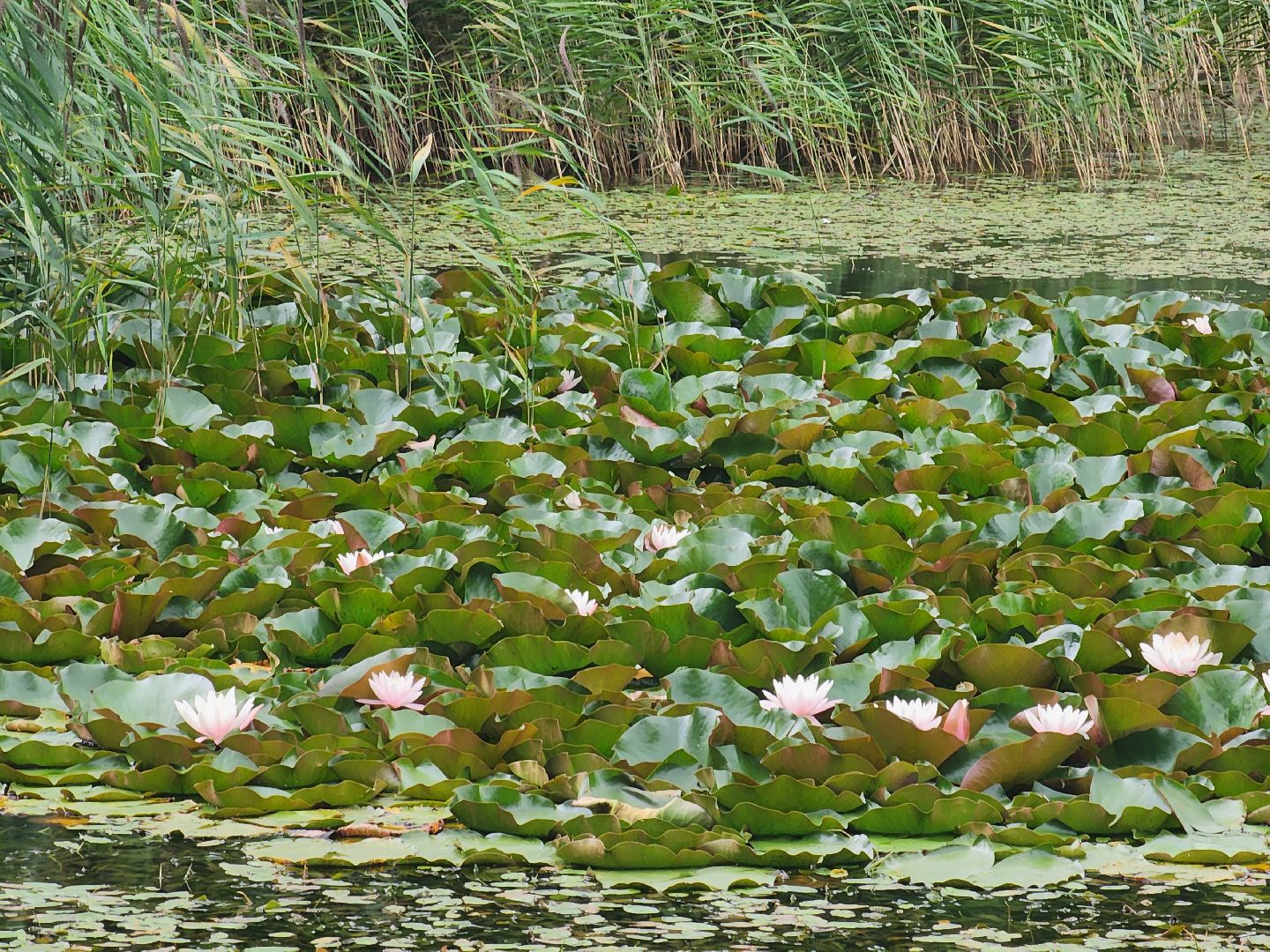 королёв, красоты природы , сквер героев курсантов , расцвели лилии в Юбилейном,