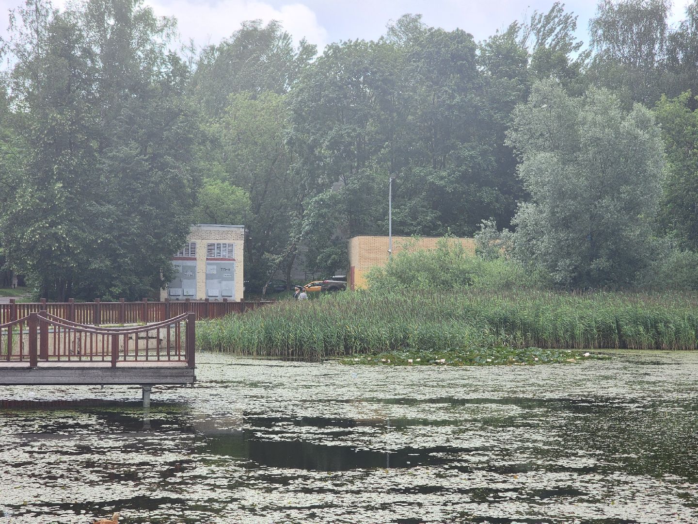 королёв, красоты природы , сквер героев курсантов , расцвели лилии в Юбилейном,