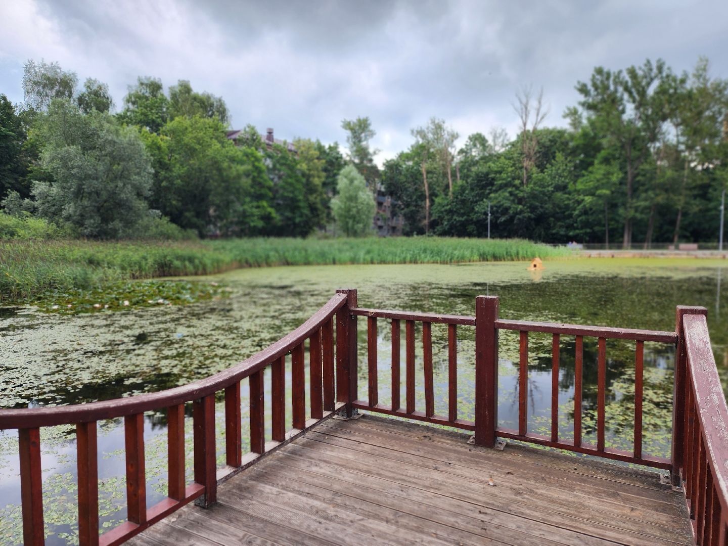 королёв, красоты природы , сквер героев курсантов , расцвели лилии в Юбилейном,