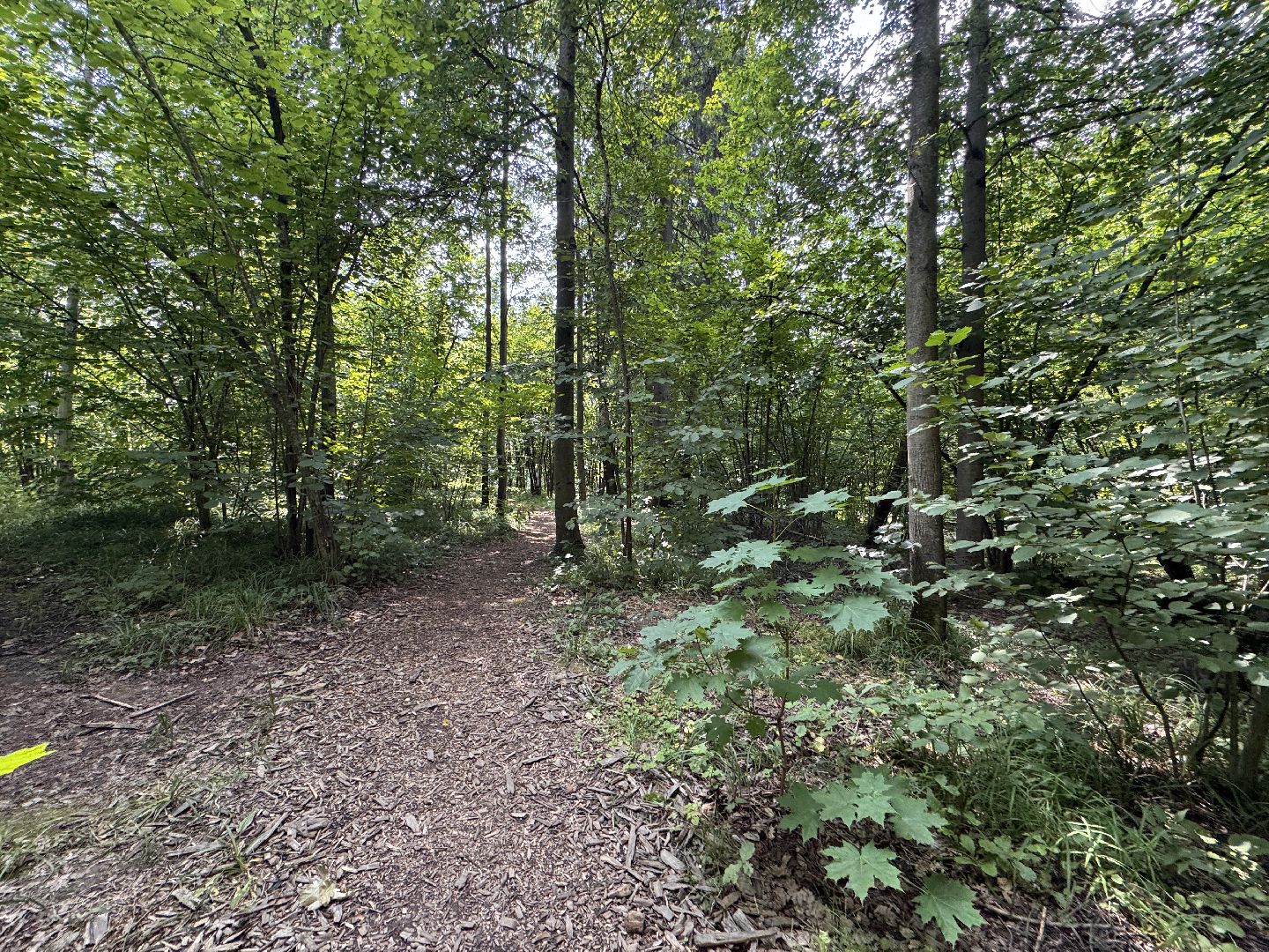Краеведческий забег, День рождения Одинцово, Курганные комплексы,