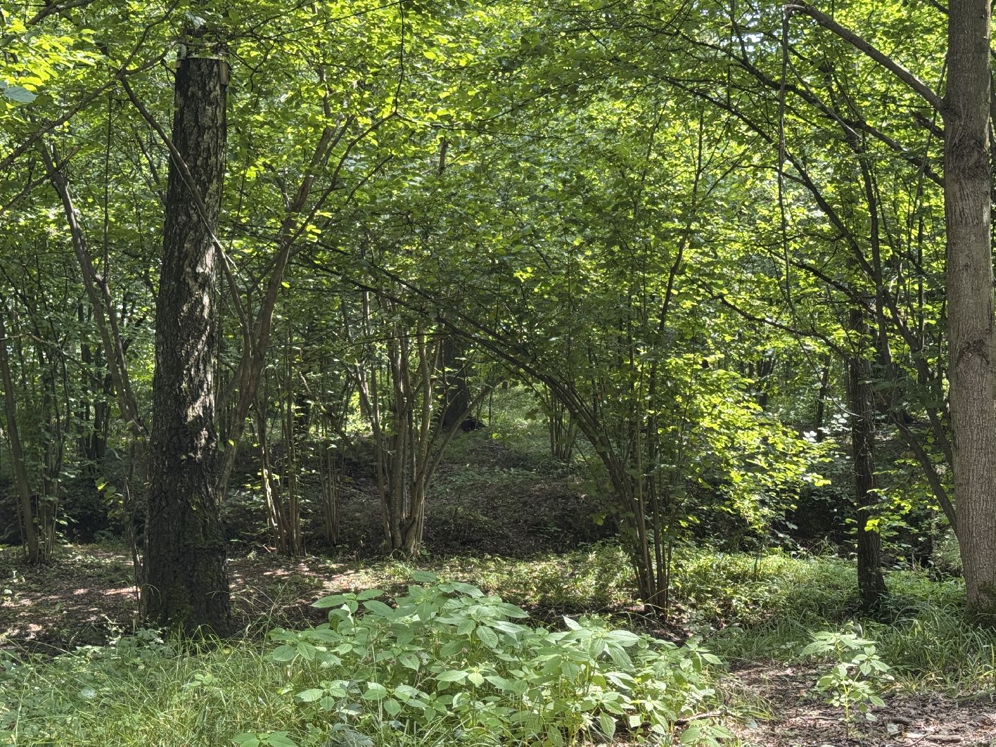 Краеведческий забег, День рождения Одинцово, Курганные комплексы,