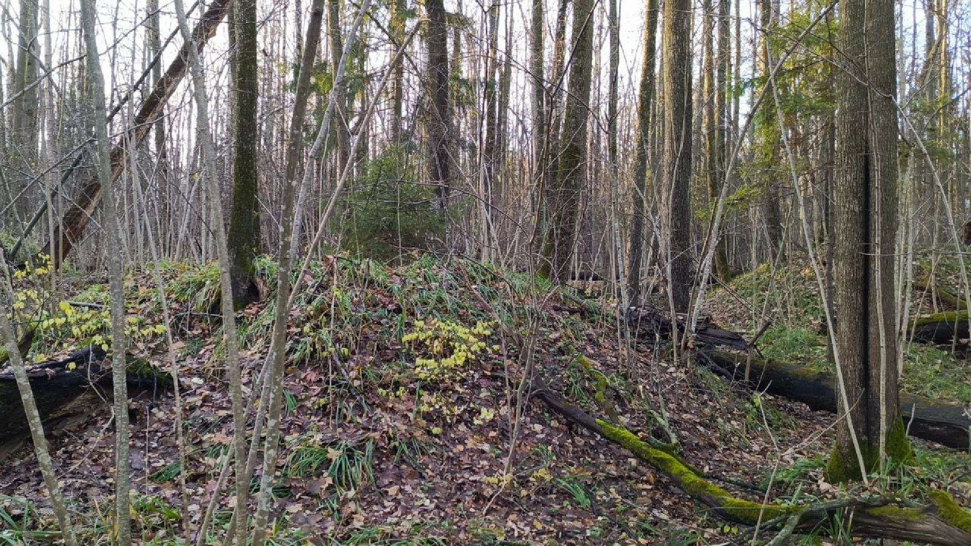 Краеведческий забег, День рождения Одинцово, Курганные комплексы,