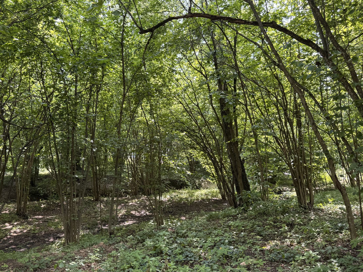 Краеведческий забег, День рождения Одинцово, Курганные комплексы,