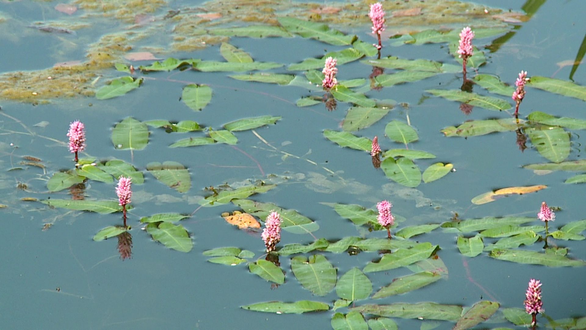 Реутов, природа, клещи, обработка парков, боррелиоз, энцефалит