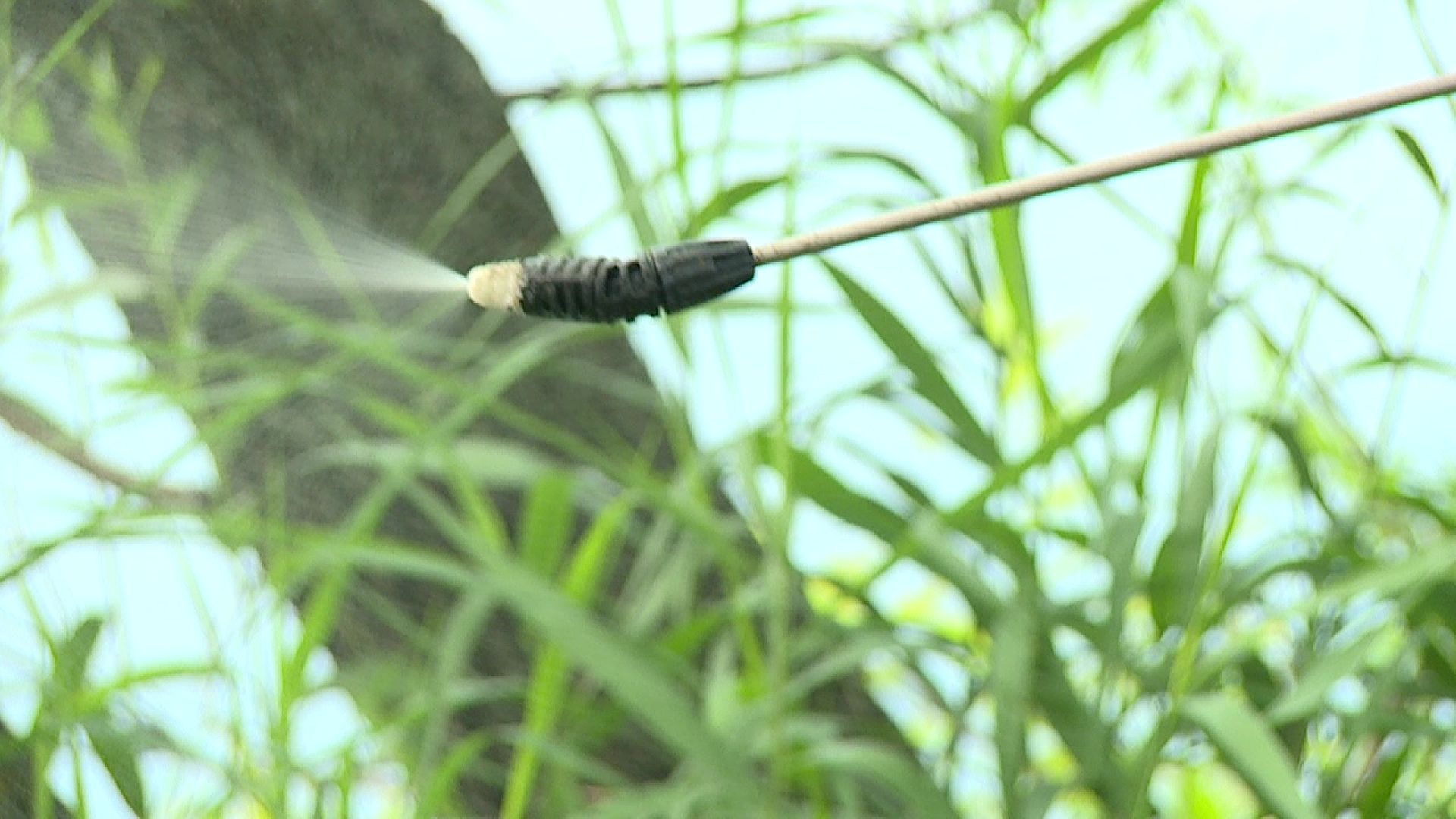 Реутов, природа, клещи, обработка парков, боррелиоз, энцефалит