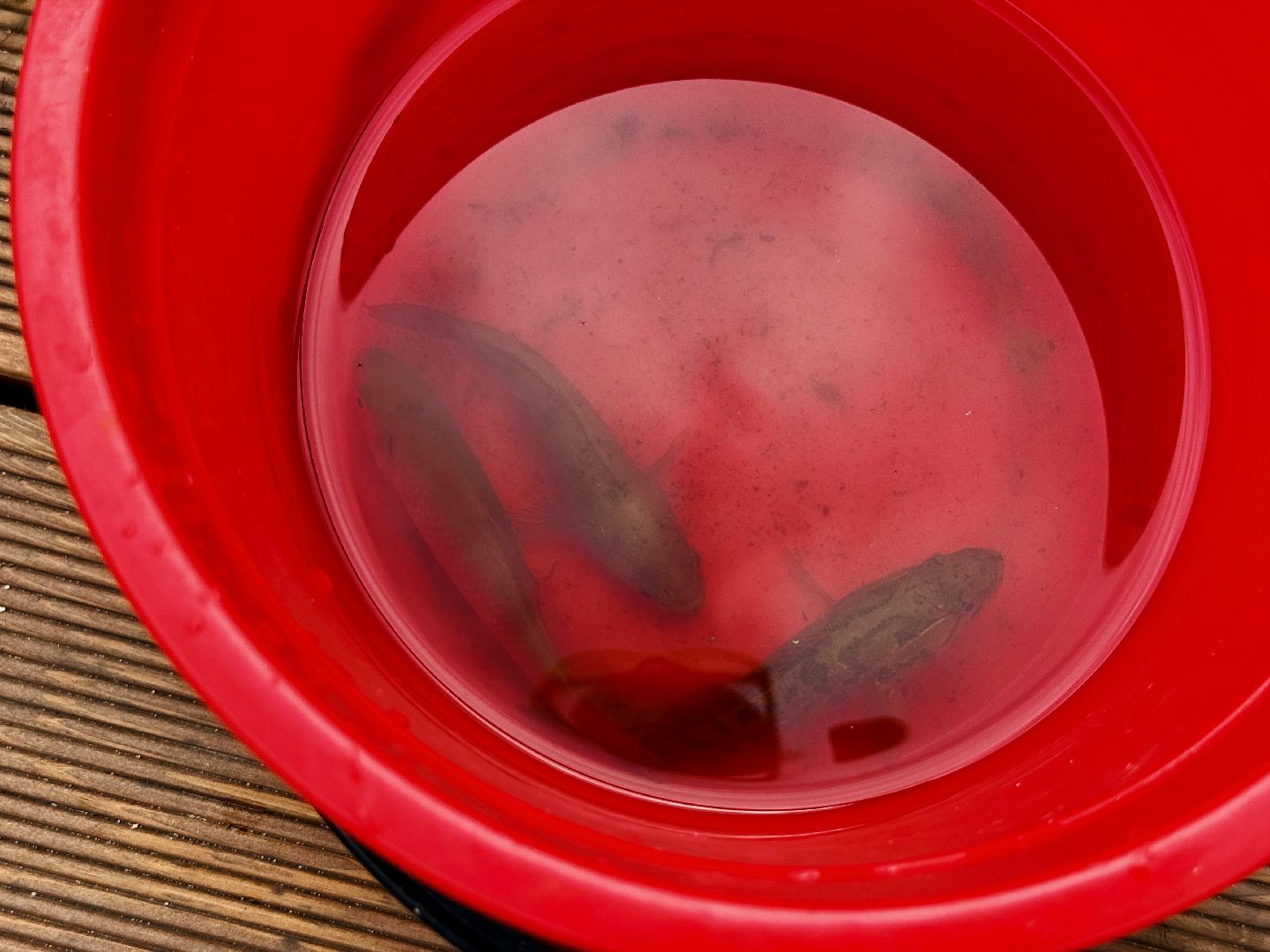 Раменское, ильинский, ильинский пруд, благоустройство, набережная,