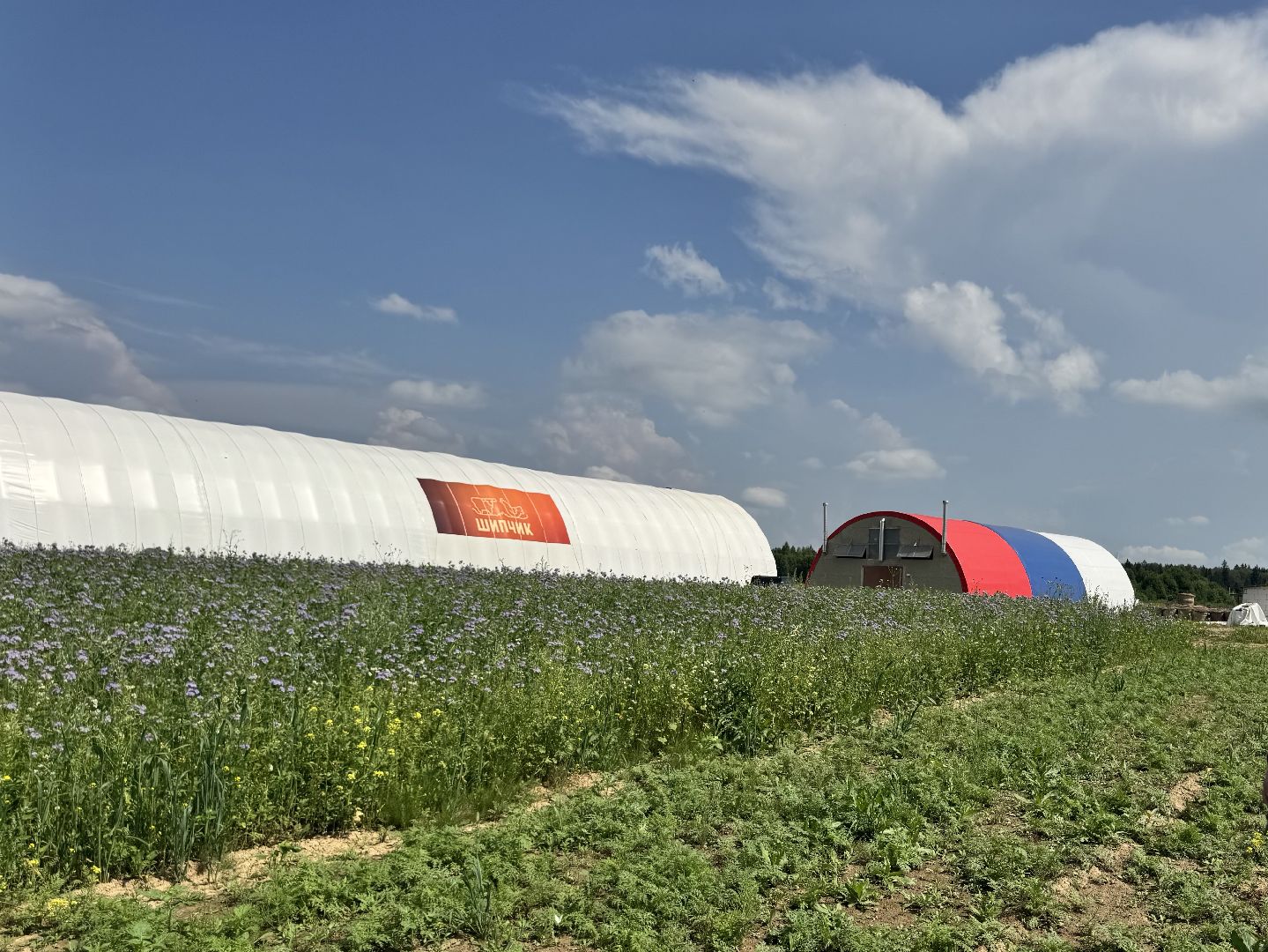 шаховская, экоферма, сыр, козы, овцы,