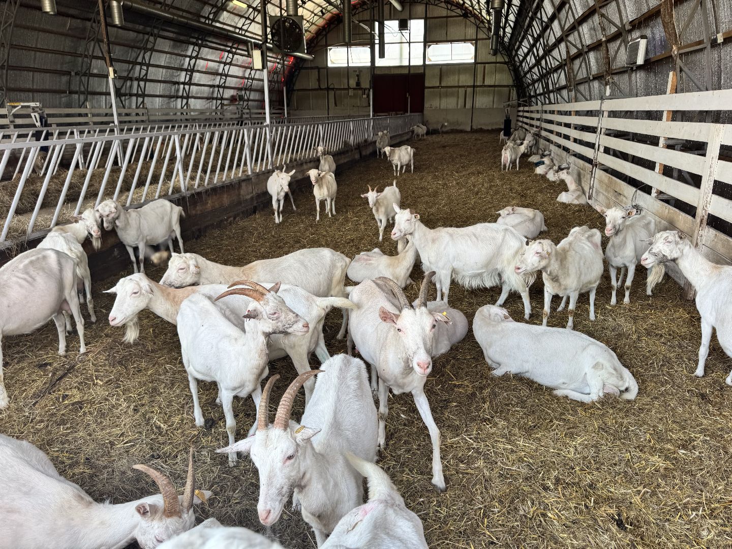 шаховская, экоферма, сыр, козы, овцы,