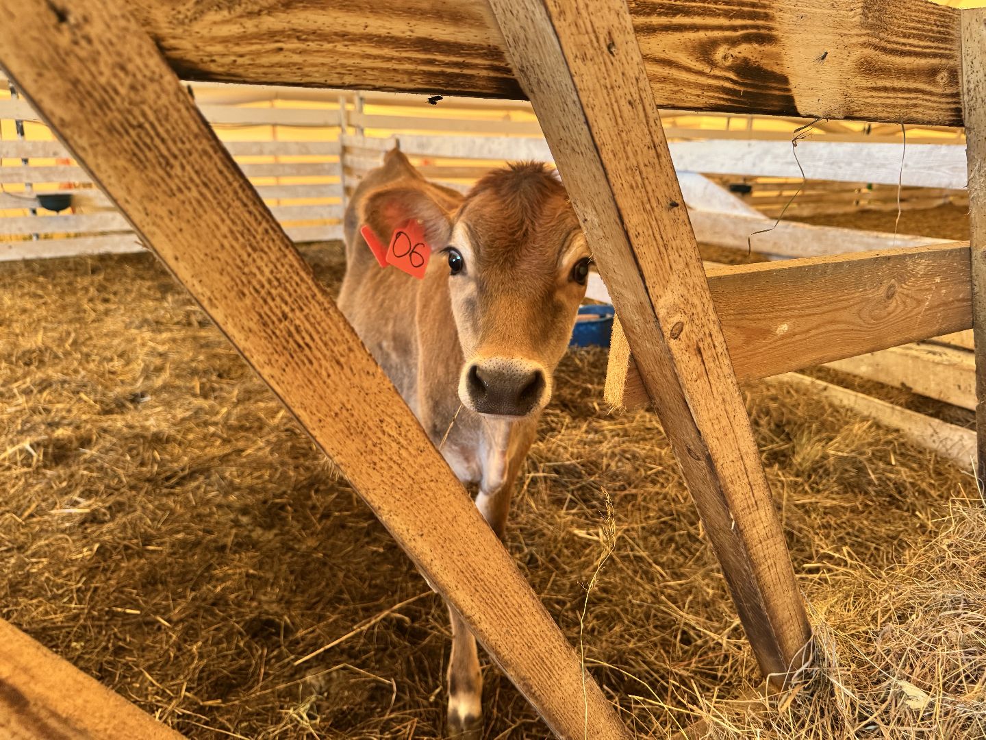 шаховская, экоферма, сыр, козы, овцы,