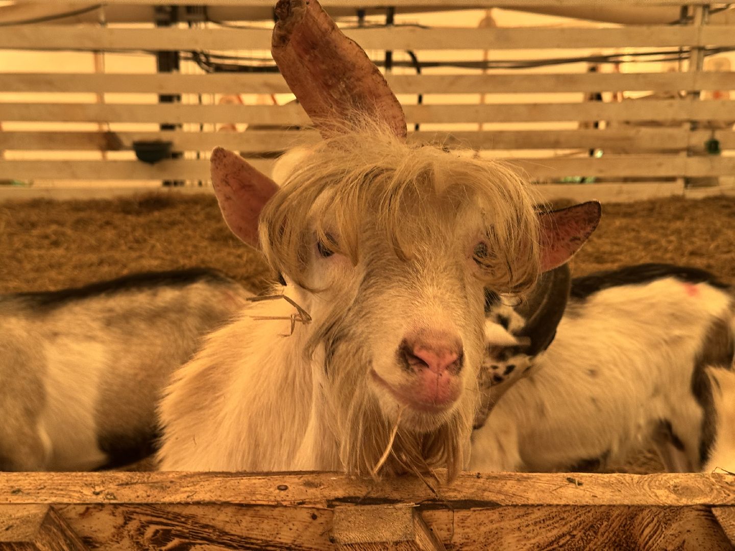 шаховская, экоферма, сыр, козы, овцы,