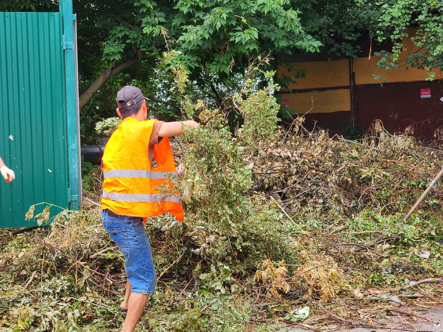 чехов, улица чехова 6а, удаление аварийных деревьев, удаление сухостоя, опиловка, измельчение веток, мбу чеховское благоустройство, добродел, машина-измельчитель, обращения жителей,