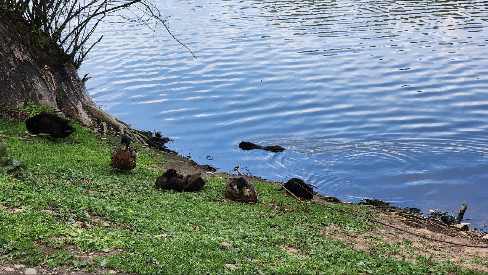 Дмитров, Орудьевское водохранилище, Экология , Благоустройство,