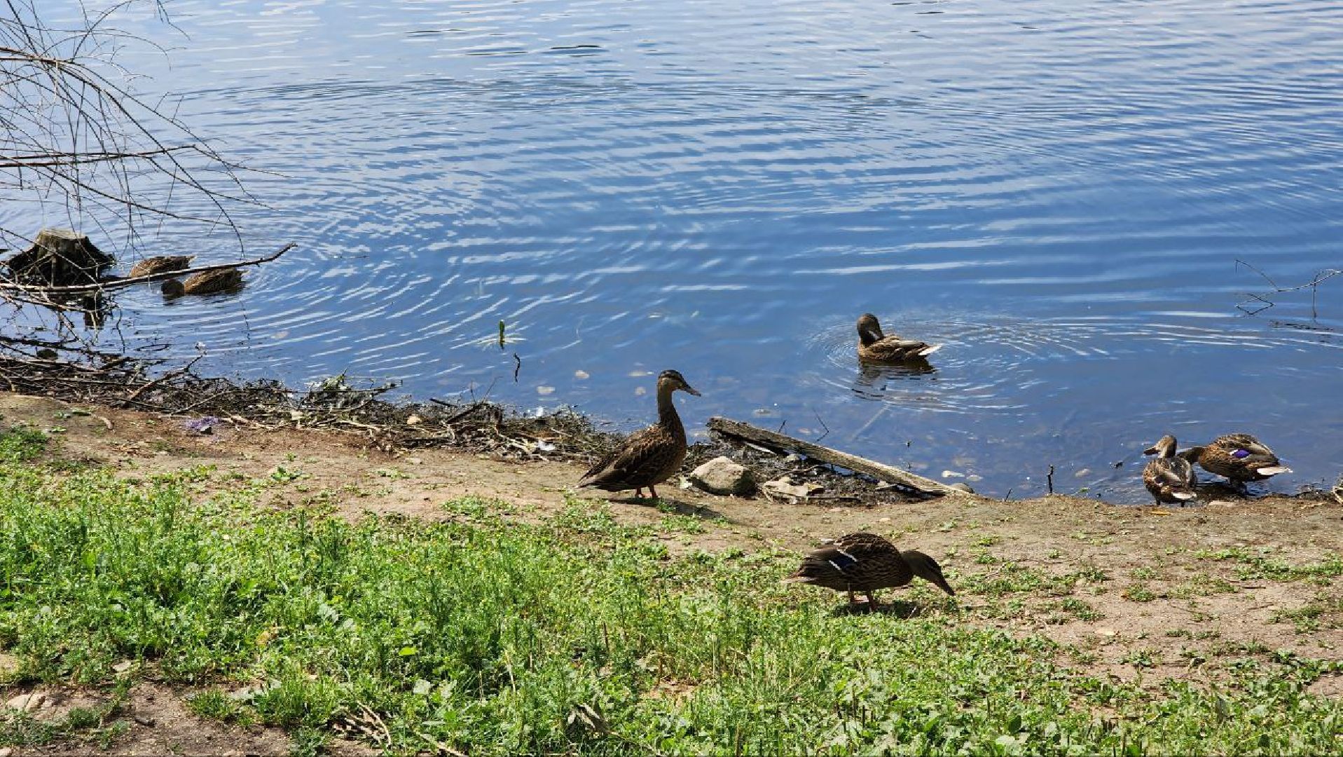 Дмитров, Орудьевское водохранилище, Экология , Благоустройство,