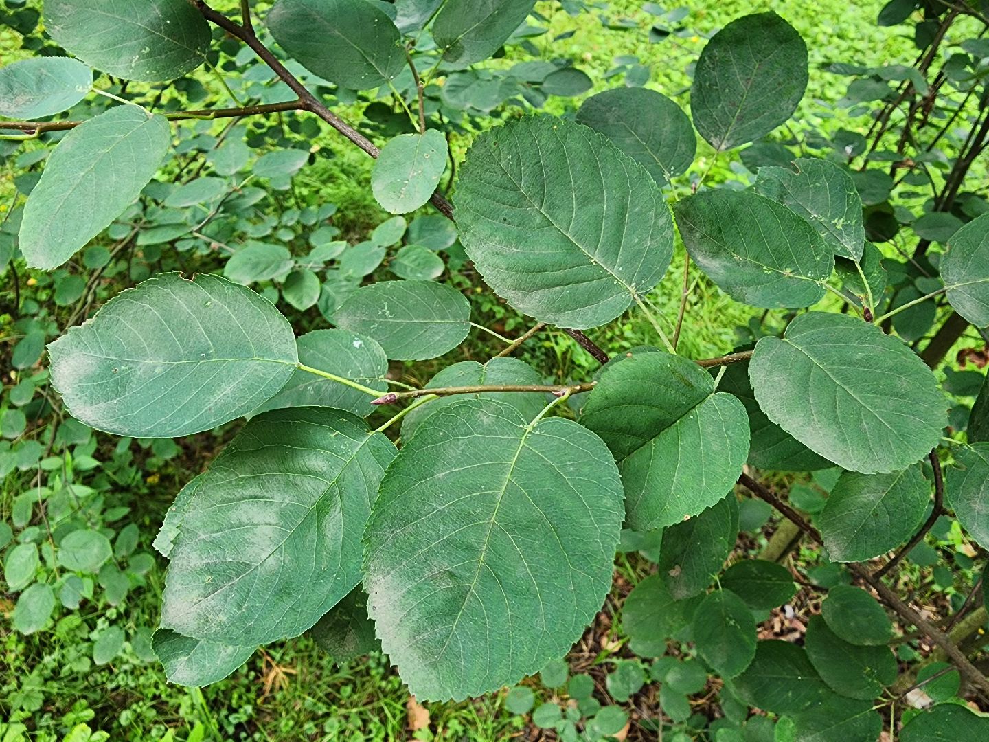 ягодный сезон, ирга, сбор ягод, ногинское лесничество, богородский городской округ,