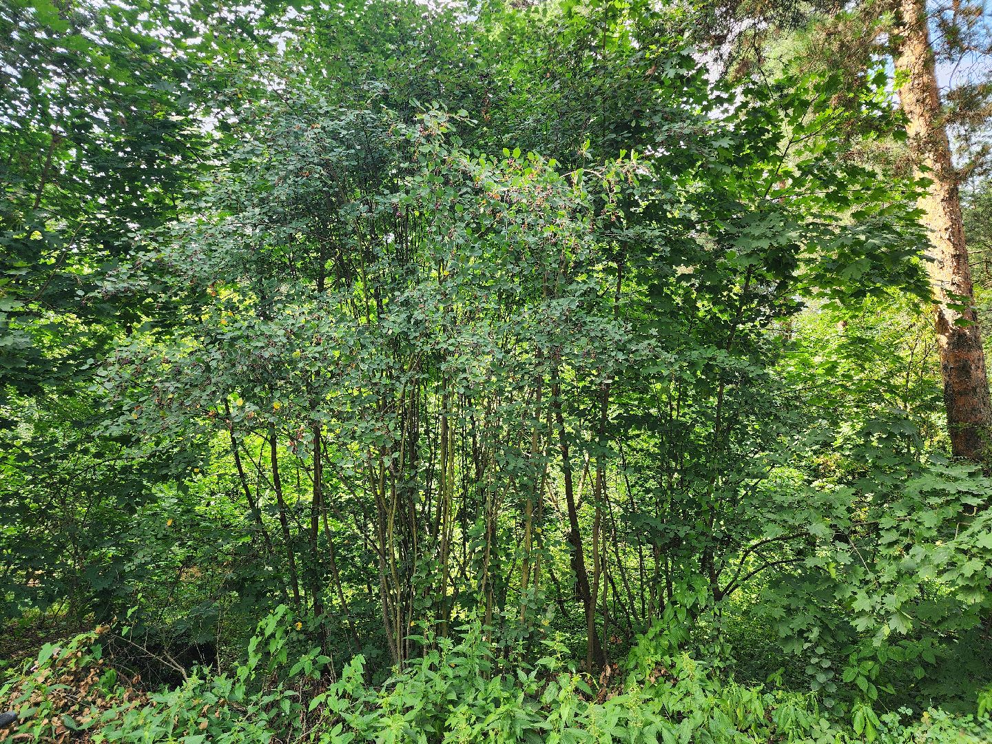 ягодный сезон, ирга, сбор ягод, ногинское лесничество, богородский городской округ,
