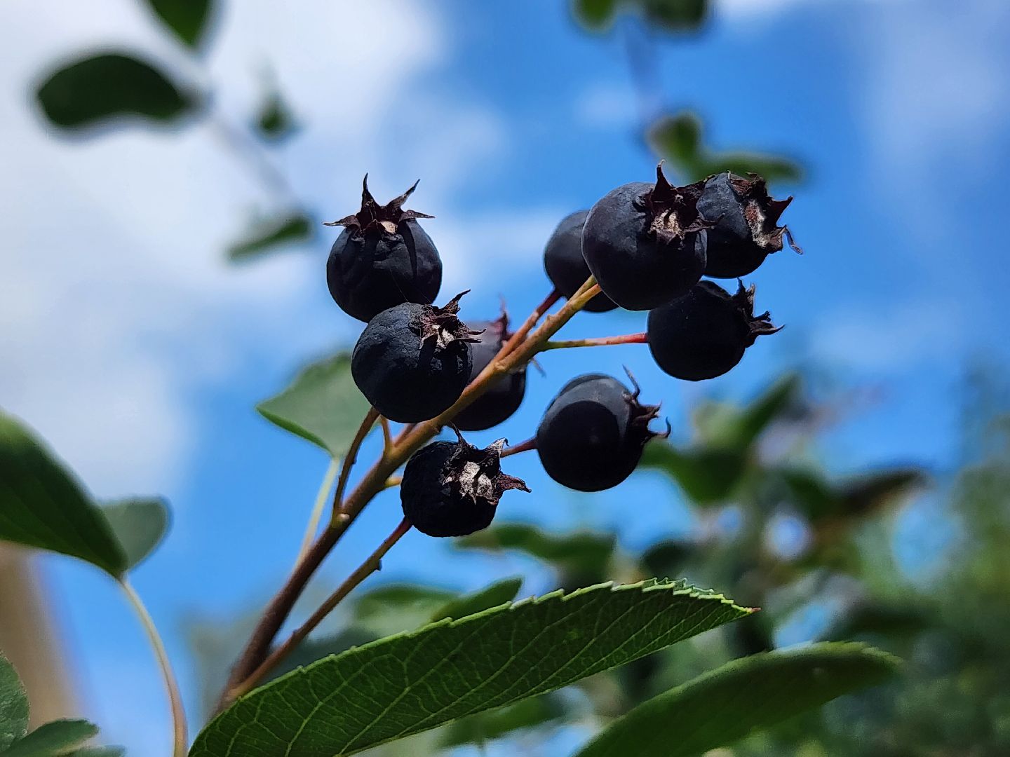 ягодный сезон, ирга, сбор ягод, ногинское лесничество, богородский городской округ,