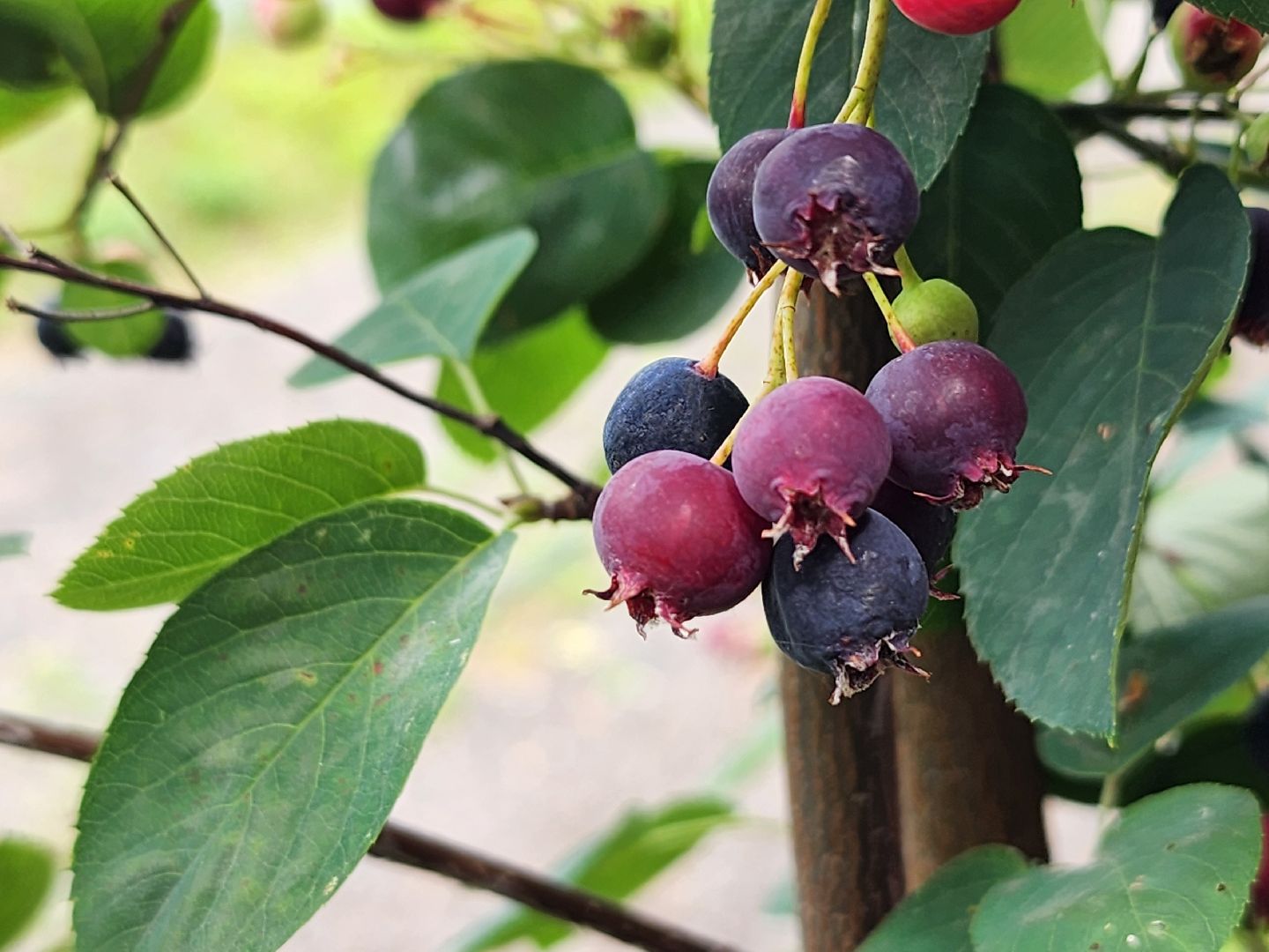 ягодный сезон, ирга, сбор ягод, ногинское лесничество, богородский городской округ,